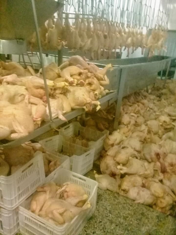 pollos