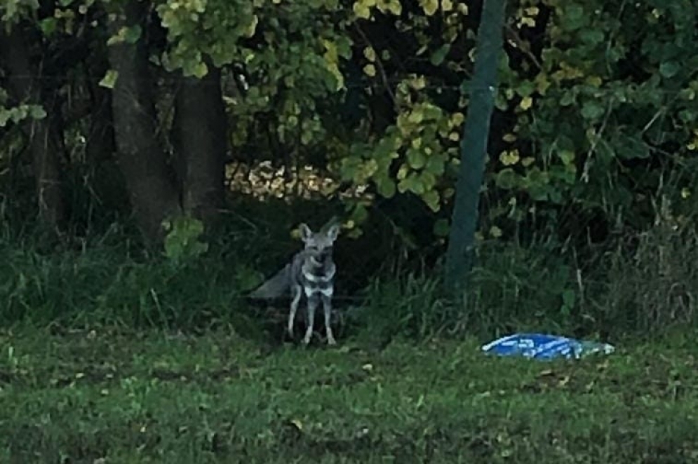 El zorrito, posando para las c&aacute;maras antes de perderse entre los pastizales.