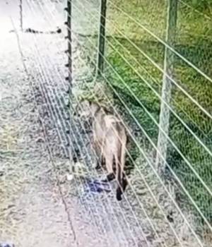 La puma de La Martona, con movimientos medrosos.