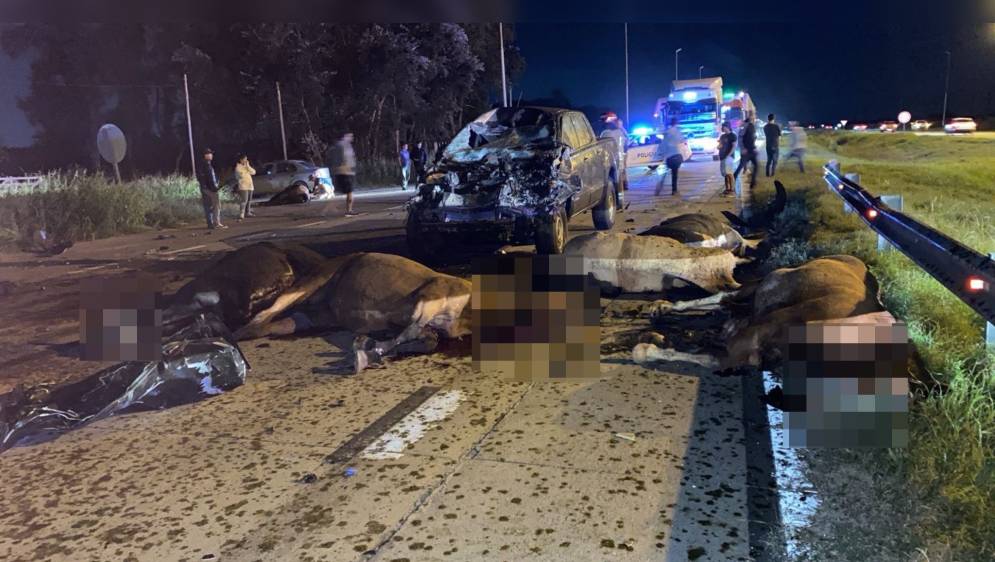 Los equinos sin vida en el asfalto.