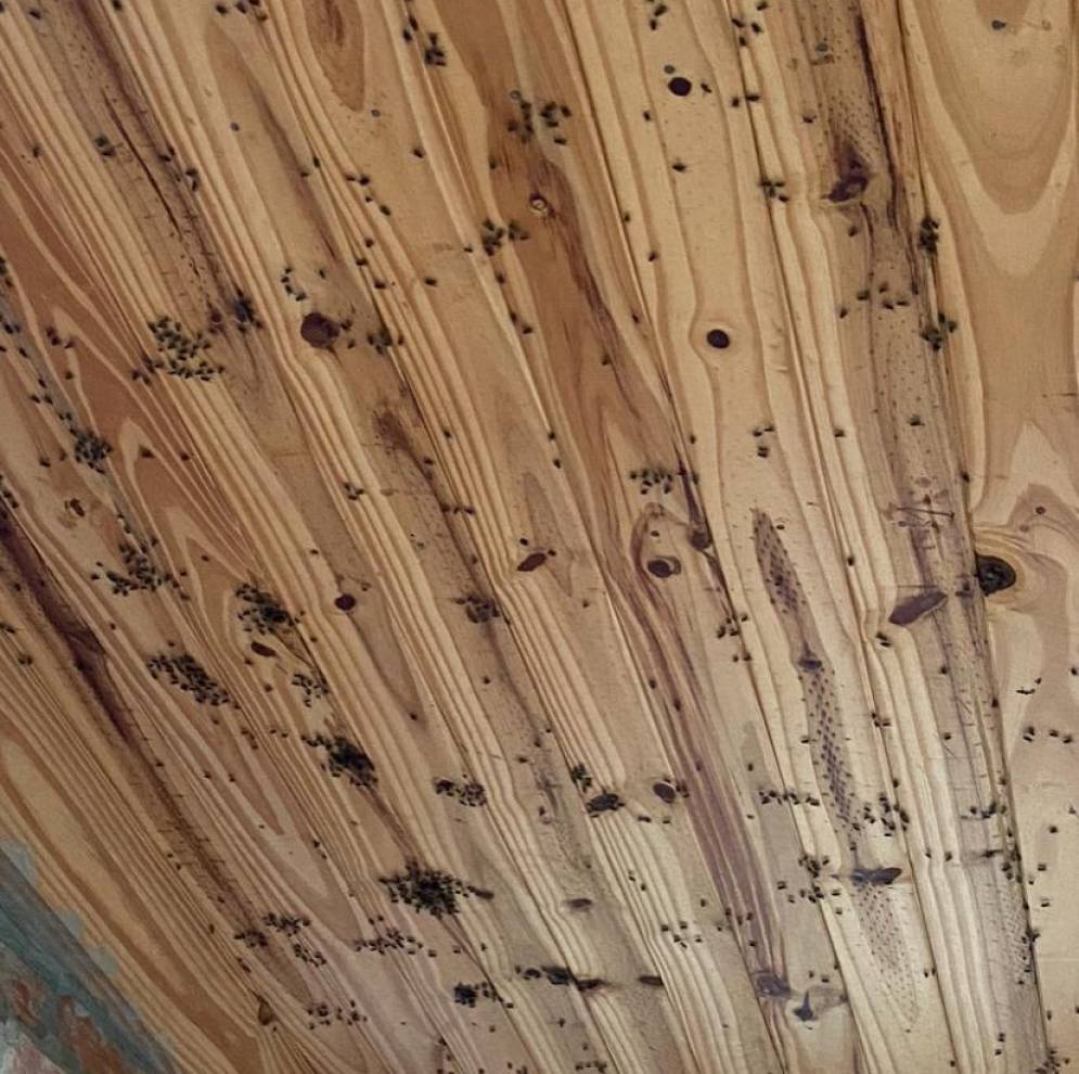 Cientos de moscas en el cielorraso de una casa. 