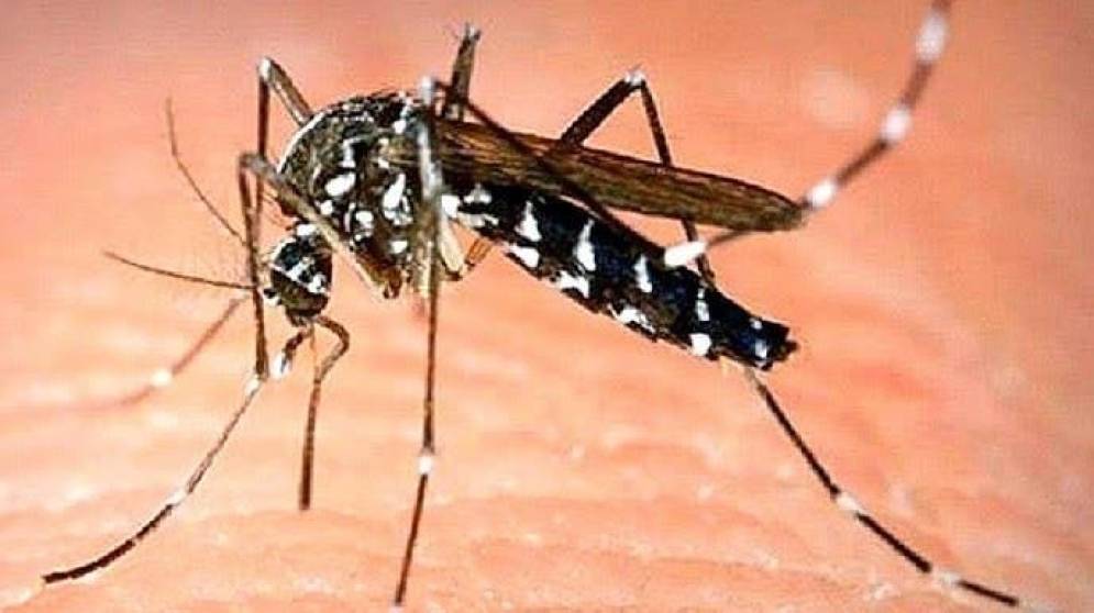 Los datos por los casos de dengue preocupan: hay m&aacute;s de 22 mil infectados y 16 muertes