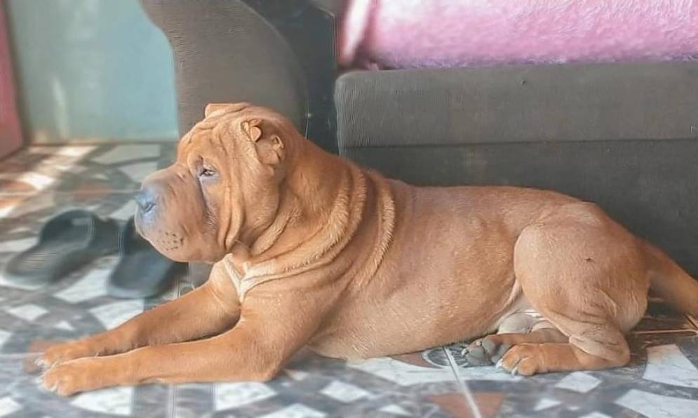 &ldquo;Chanchi&rdquo; tiene un a&ntilde;o y medio. Su familia est&aacute; desesperada.