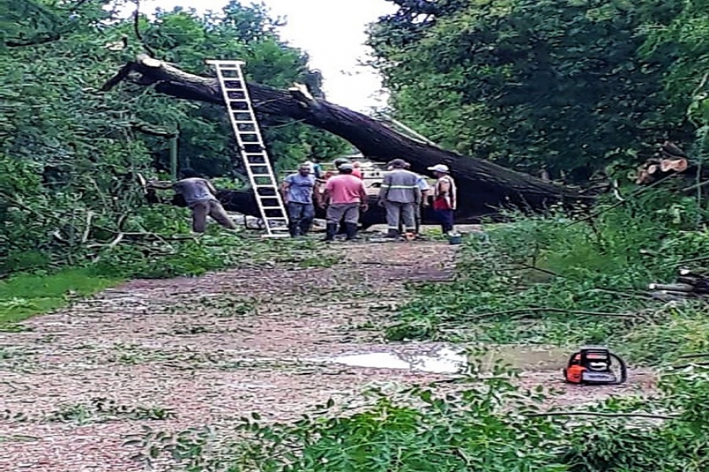 Ca&iacute;da de &aacute;rboles y postes