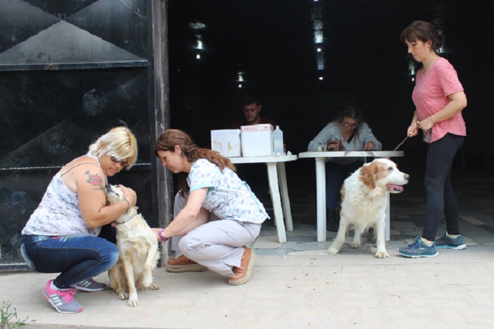 &iquest;Donde continua el Plan de Vacunaci&oacute;n Antirr&aacute;bica?