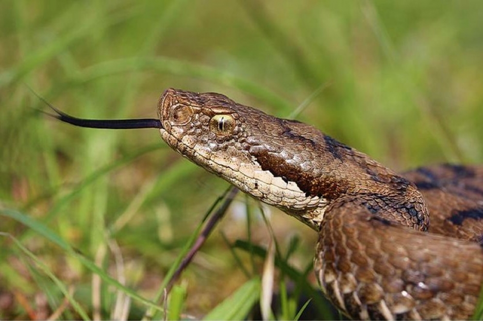 "Hay que dejarlas seguir su camino", indic&oacute; el guardaparque.
