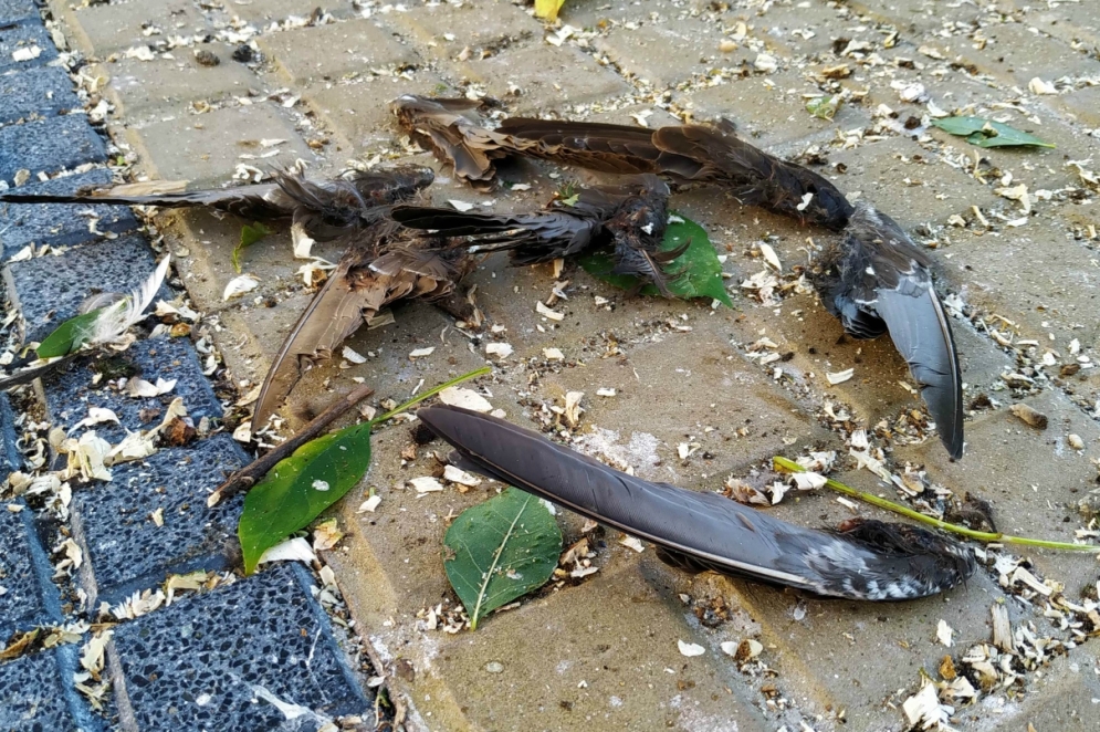 Las baldosas plagadas de esti&eacute;rcol y plumas.