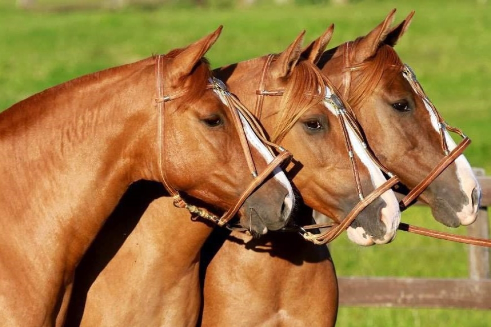 L&oacute;pez fue invitado a presentarse en la edici&oacute;n 2023.