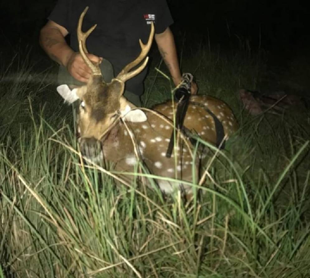 Un ciervo asesinado. Hay im&aacute;genes que incluyen un tour de personas.