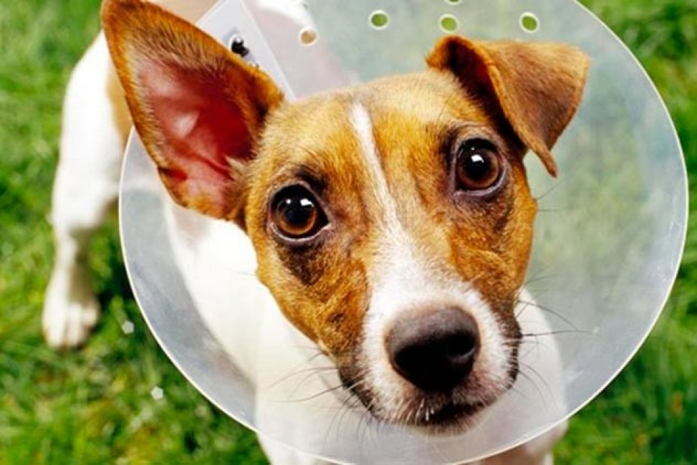 Los amos contentos, los animales no tanto. 