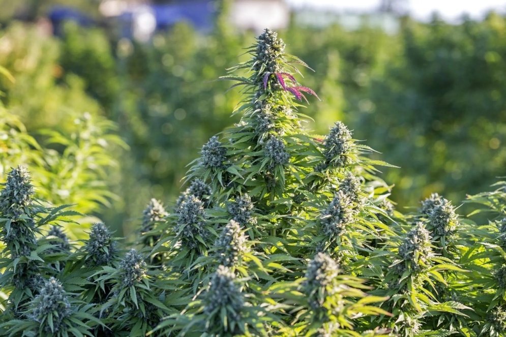 Funcionaria como una cooperativa.