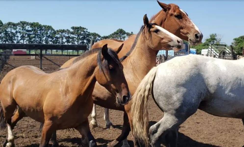 El Comando Rural allan&oacute; un inmueble en La Matanza.