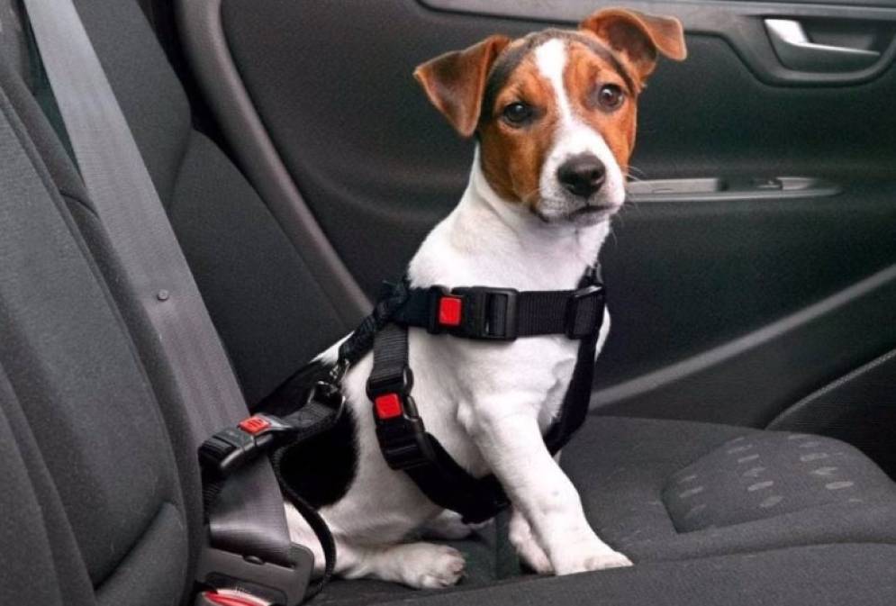 Si el viaje supera los 400 kil&oacute;metros se recomienda frenar para que el animal se distienda y haga sus necesidades.