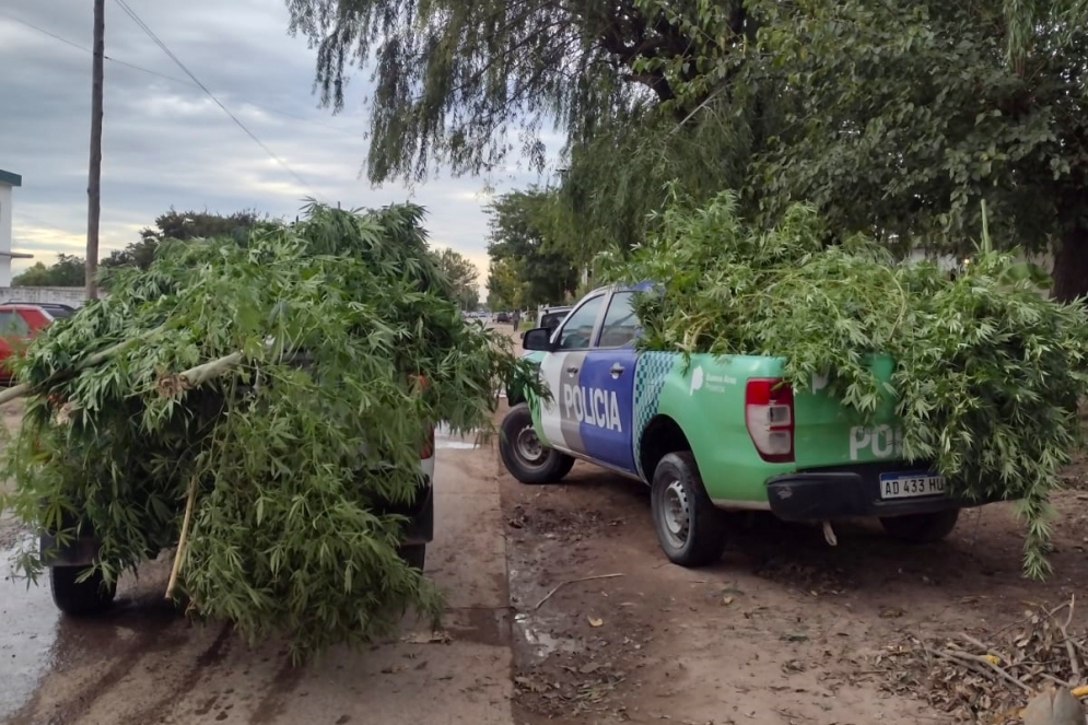 La polic&iacute;a llev&aacute;ndose las plantas de cannabis. 