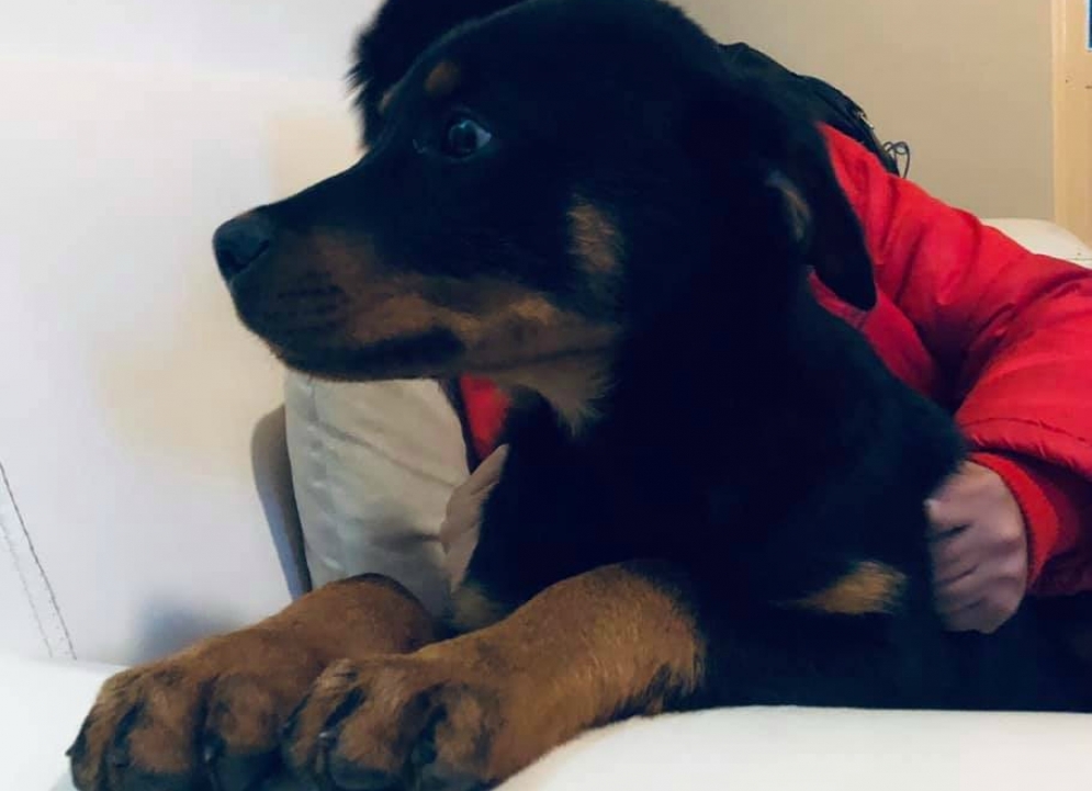 "Cooper" con el afecto de un ni&ntilde;o.