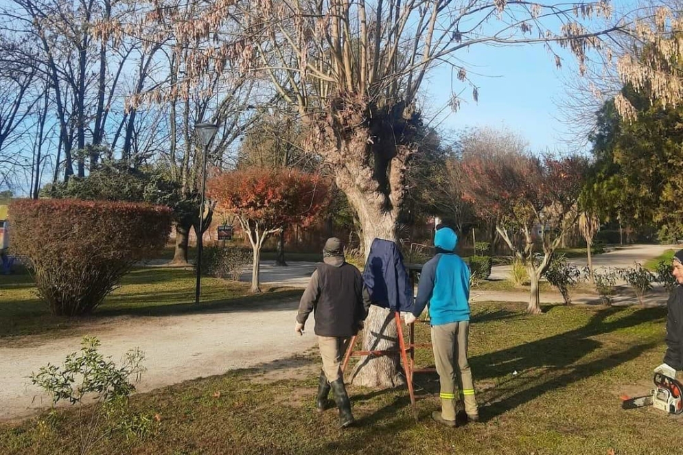 Ocurri&oacute; en medio de la temporada de poda.