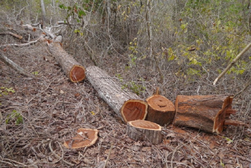 Los delincuentes serian de la zona.