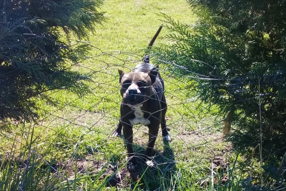 El pitbull toreando del otro lado de un d&eacute;bil alambrado.