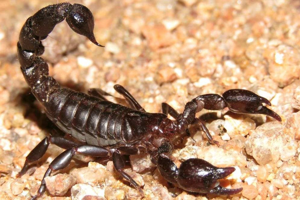 Zoonosis estudiar&aacute; si son venenosos o no.