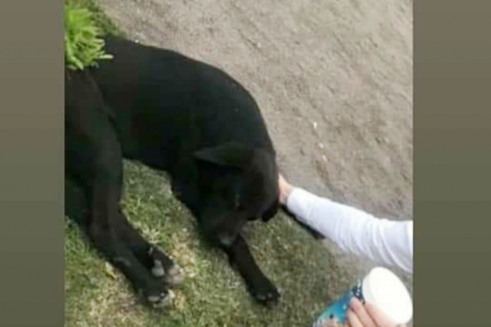 El perrito agredido fue encontrado y asistido.
