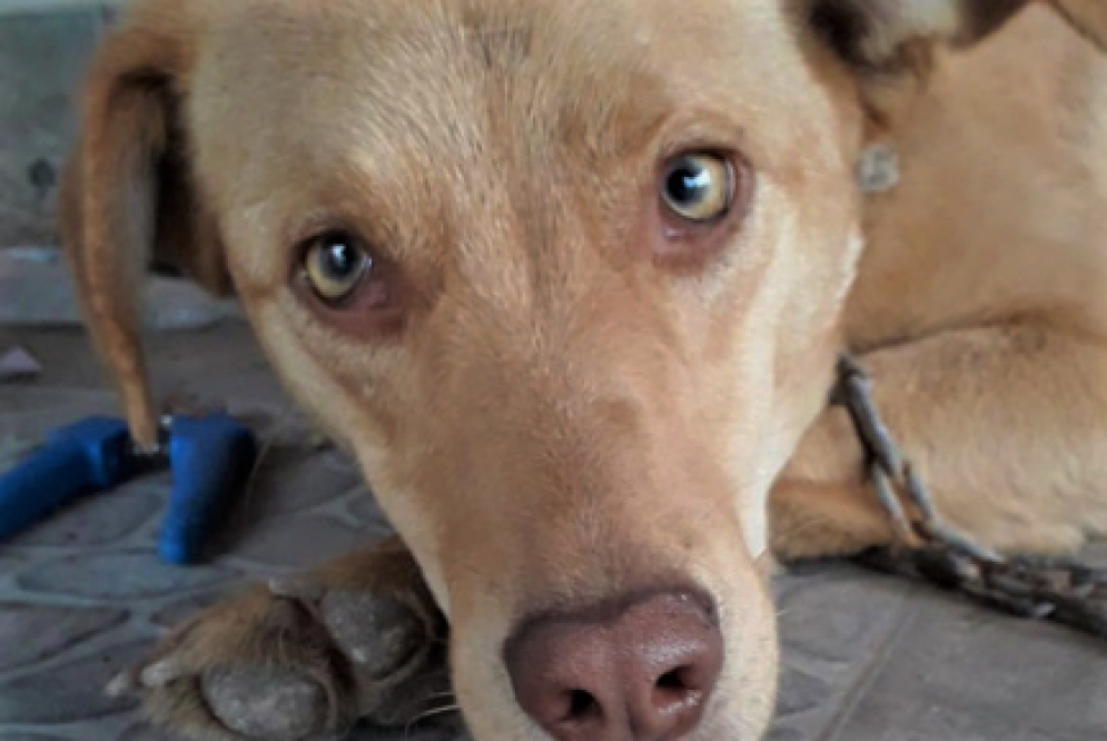 "China", la perrita que fue embestida por un coche.