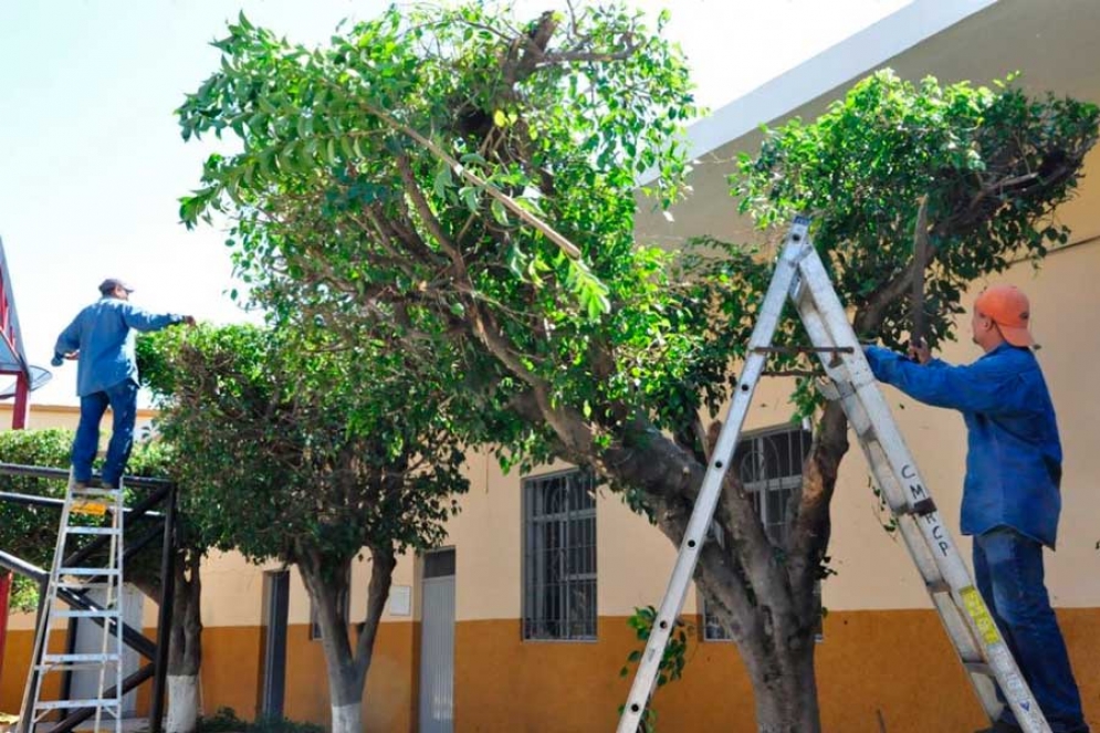 Asesorar&aacute;n a los vecinos en la poda de &aacute;rboles