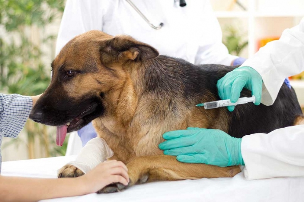 Vuelven las vacunaciones antirr&aacute;bicas por los barrios