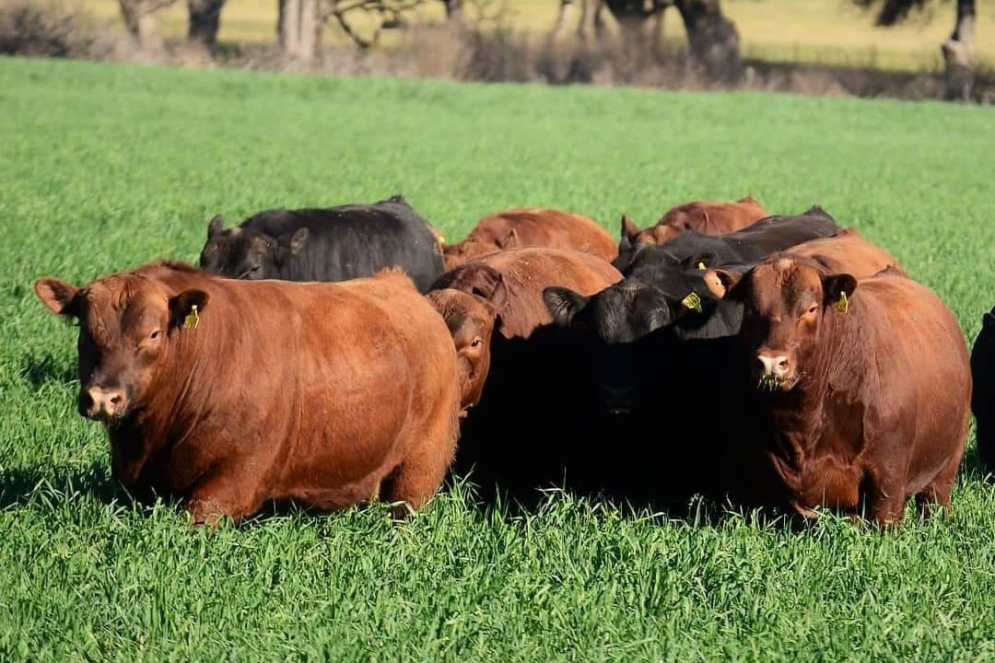 Ya se puede tramitar.