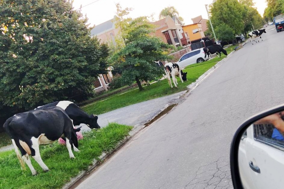 Lo m&aacute;s campante, las vacas pastando en la vereda.