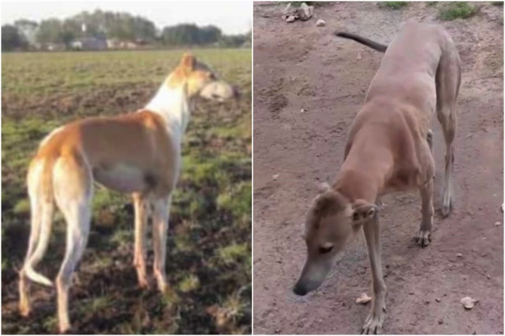 "Indio" y "Charly", los dos galgos robados este jueves.