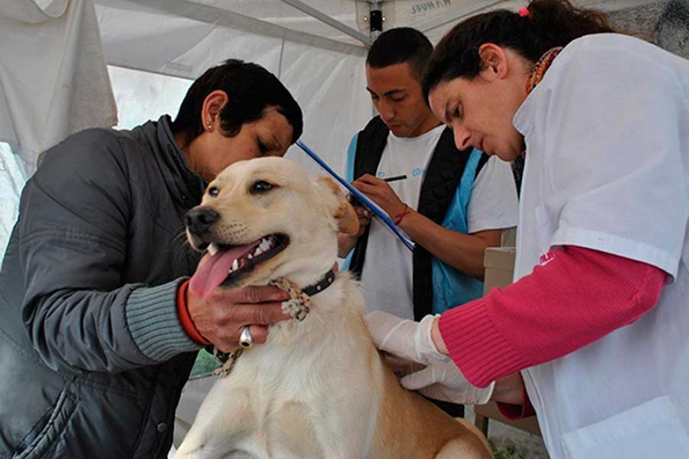 Este jueves contin&uacute;a el programa de castraci&oacute;n de mascotas
