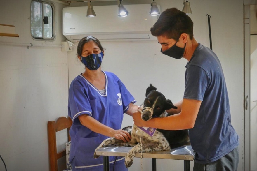 Operativo de castraci&oacute;n en M&aacute;ximo Paz.