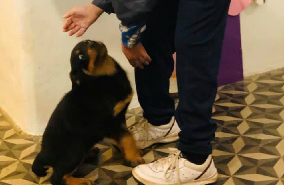 "Cooper" jugando con un ni&ntilde;o de Welcome.