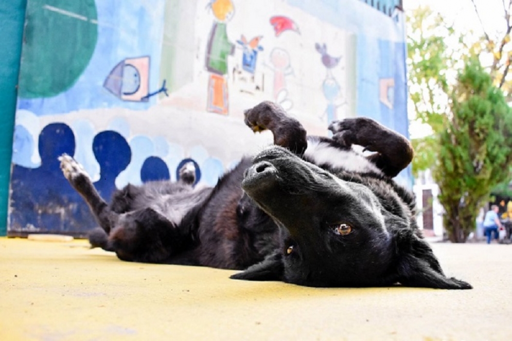 &iquest;Feria Animalera en Ca&ntilde;uelas?