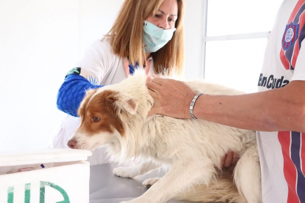 Se retoma la campa&ntilde;a de castraci&oacute;n animal gratuita