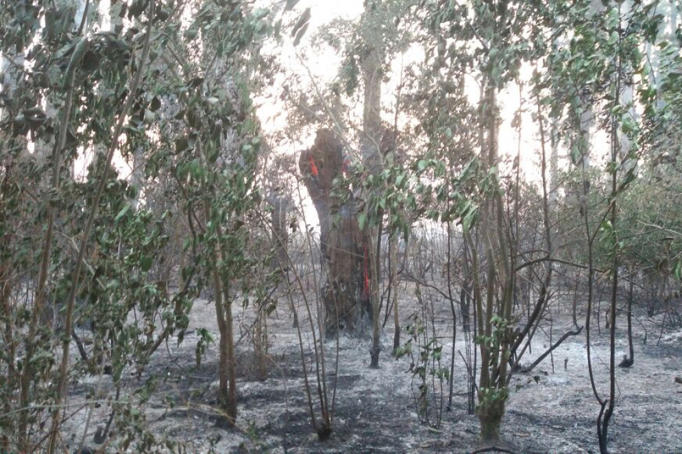 Varios arboles de gran porte se vieron afectados por las llamas y corren serio riesgo de caerse. 