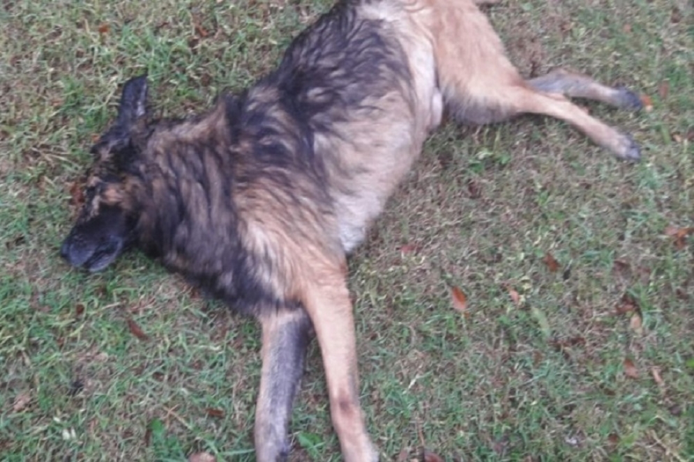 "Lucas", una de las mascotas envenenadas.