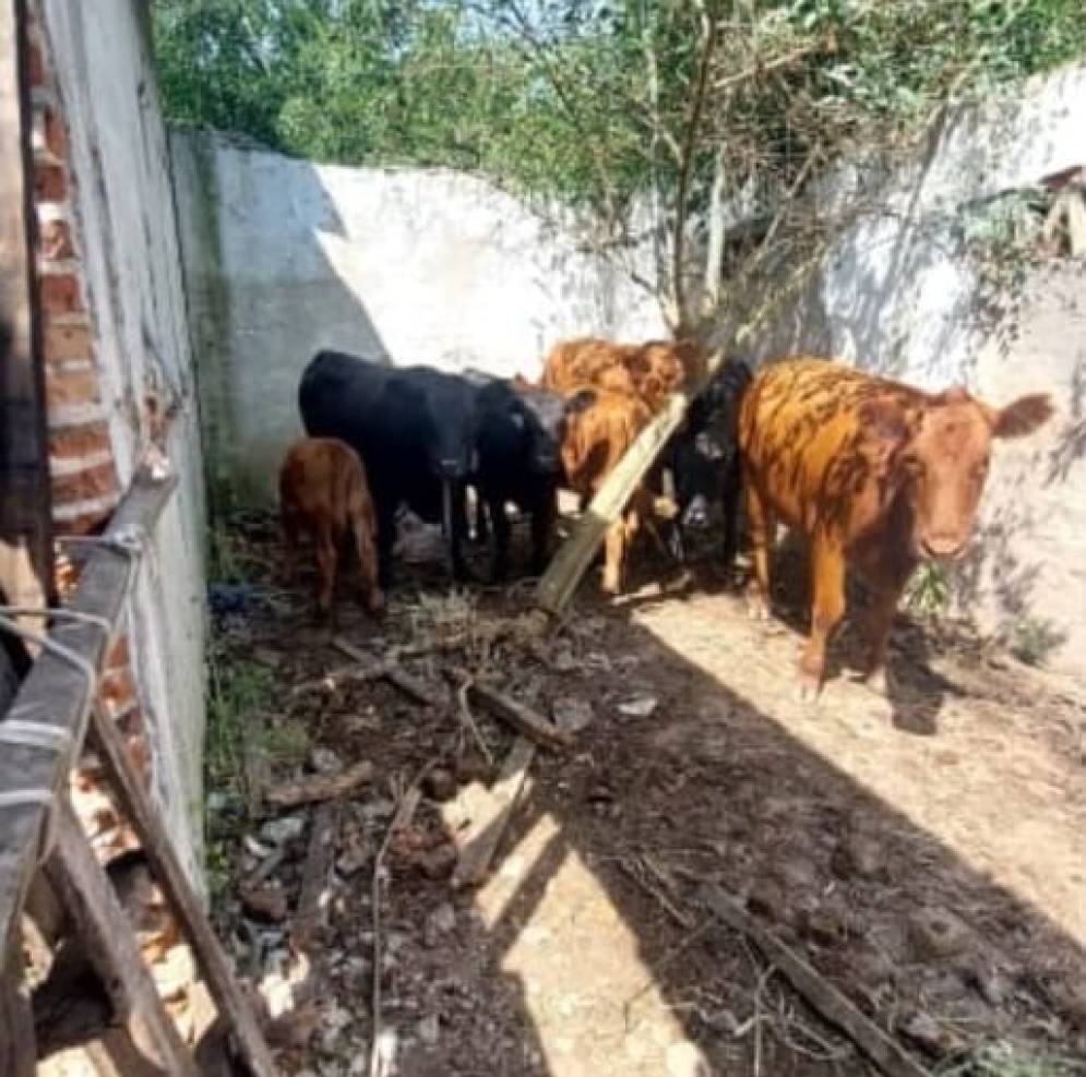 Los animales estaban en la zona de "Cuatro&nbsp;Tubos".