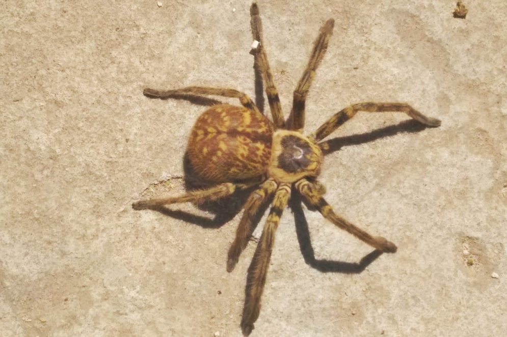 "Guarda que te agarra, mira que te pica".