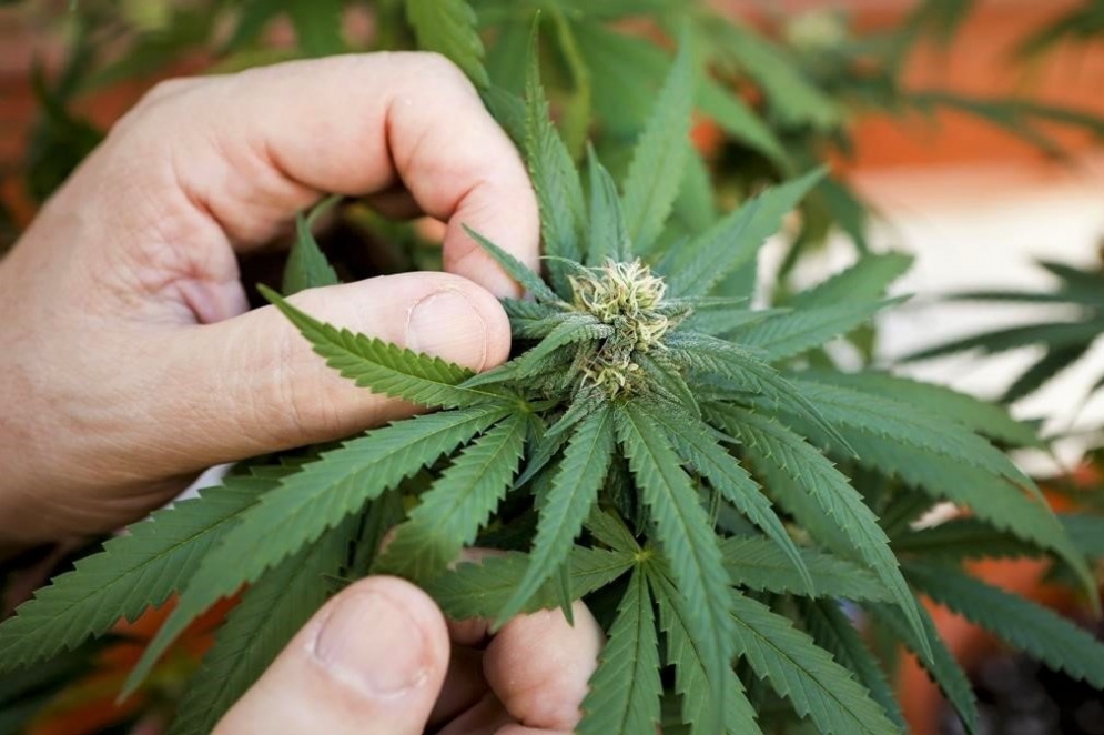 Se crear&aacute; un &ldquo;banco de semillas&rdquo;, al cual podr&aacute;n acudir los pacientes con las patol&oacute;gicas pertinentes.