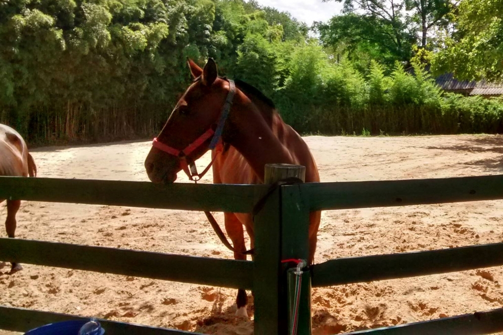La equinoterapia, uno de los puntales del centro de d&iacute;a de Ruta 3. 