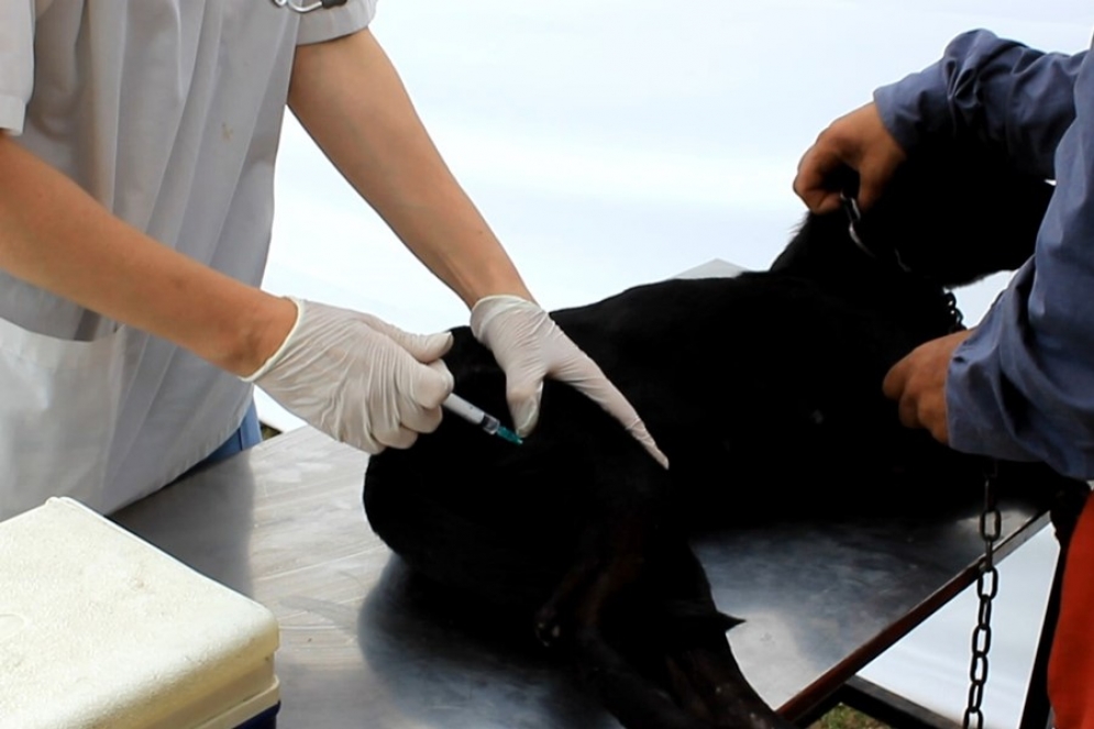 Este martes el operativo de castraci&oacute;n estar&aacute; en el Parque de la Salud. 