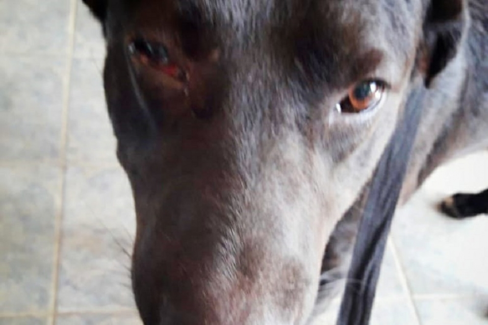 El perro herido en a&ntilde;o nuevo. 