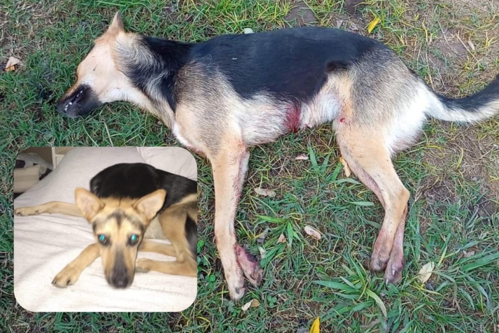 "Luna" acribillada por su vecino. 