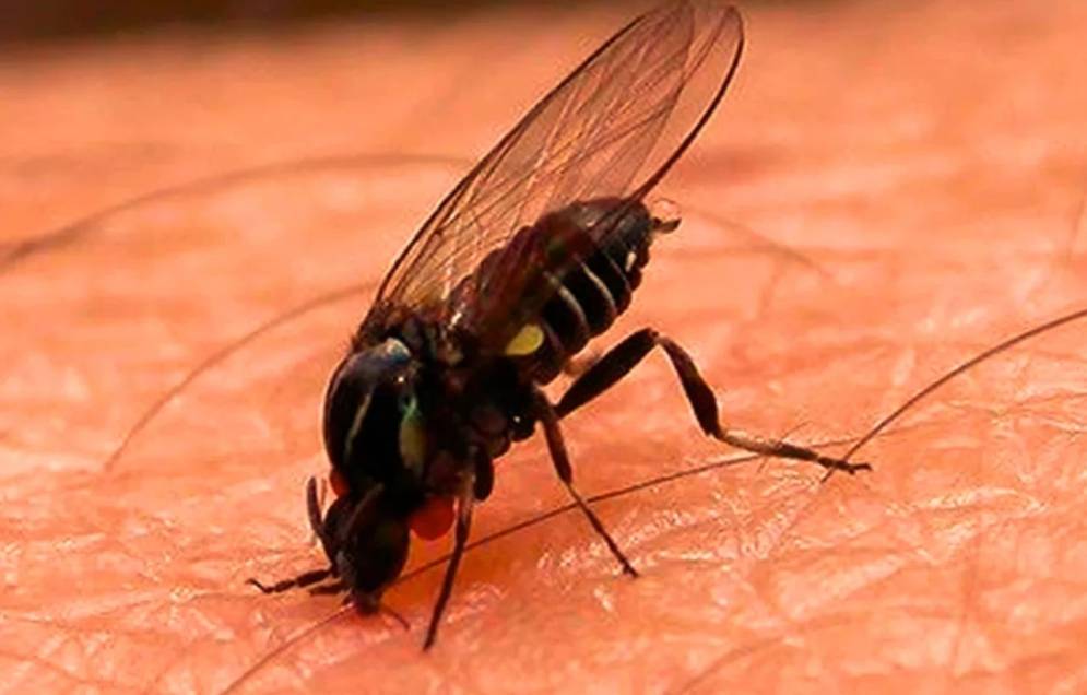 Barig&uuml;&iacute;, la mosca que muerde. 