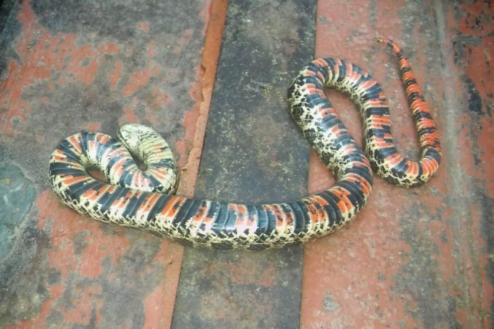 La "yarar&aacute; falsa" con la panza anaranjada, un distintivo de las serpientes no venenosas.