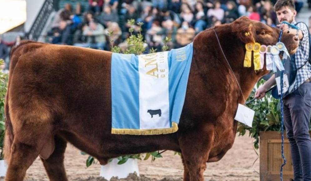 Se realizar&aacute; en el sal&oacute;n de exposiciones del MAG.