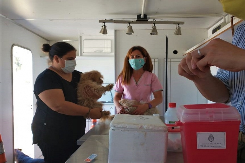El viernes el trailer veterinario regresar&aacute; al Guzzetti para continuar con la vacunaci&oacute;n, de 9 a 12 horas.