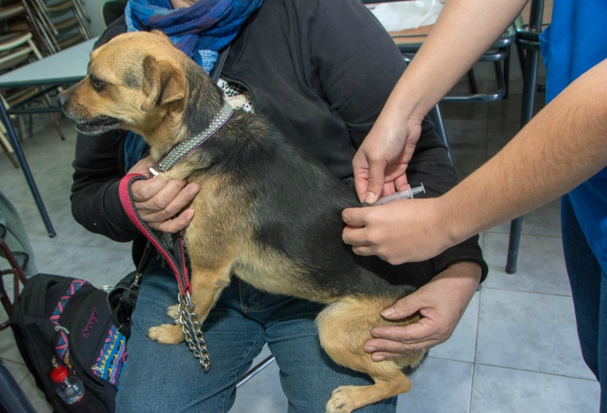 El vacunatorio veterinario funciona los lunes de 8 a 14 horas.