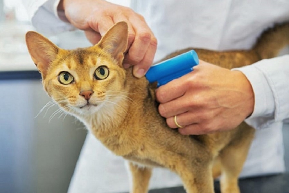 Representan la lista que encabeza, en la provincia, Guillermo Moreno. En 2019, Chaves fue precandidato a intendente por Consenso Federal.